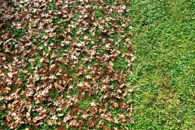 Leaves on Lawn