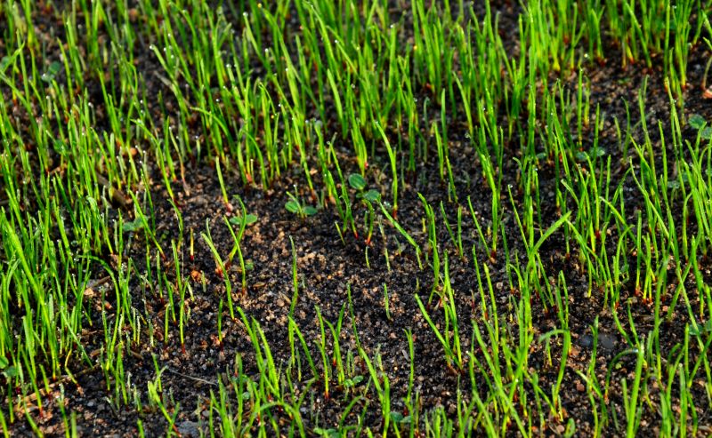 Resodding and Replanting